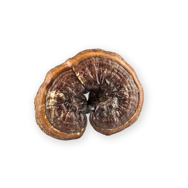 Reishi Mushroom
